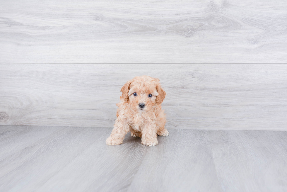 Best Cavapoo Baby