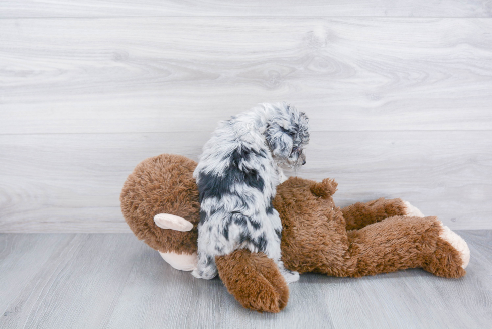 Mini Aussiedoodle Pup Being Cute