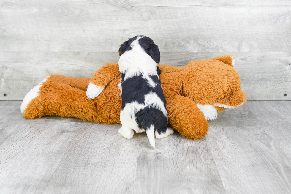 Cavalier King Charles Spaniel Pup Being Cute