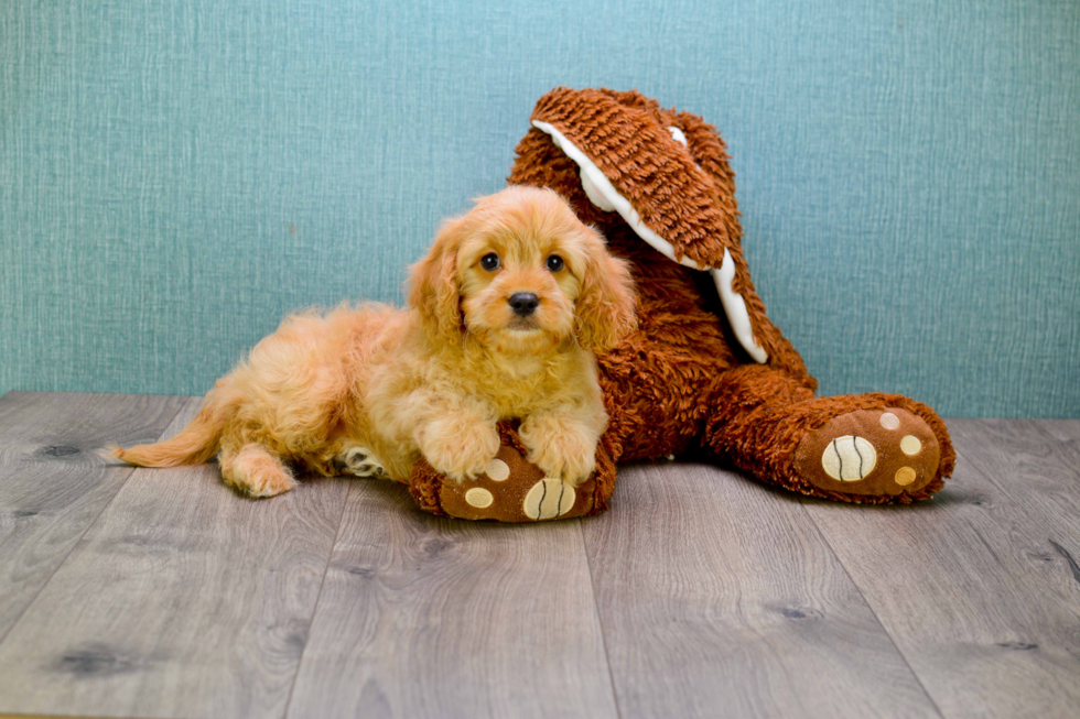 Small Cavapoo Baby