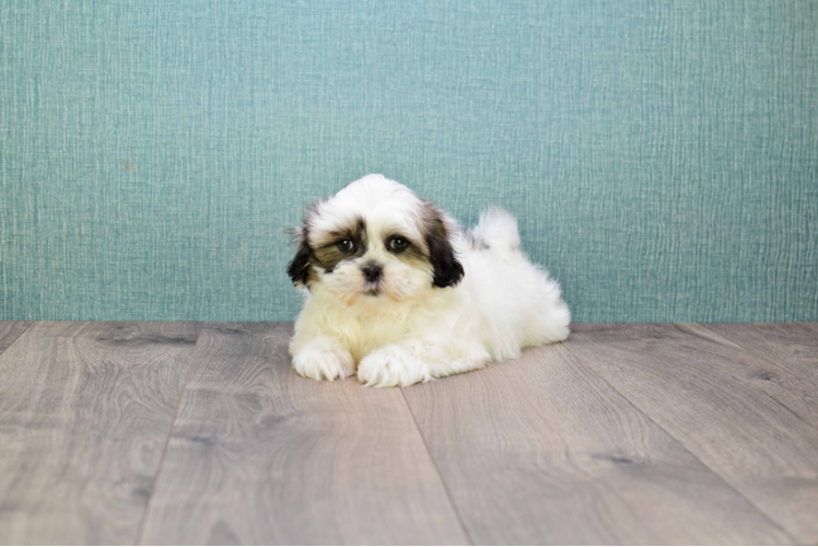Playful Shih Tzu Baby