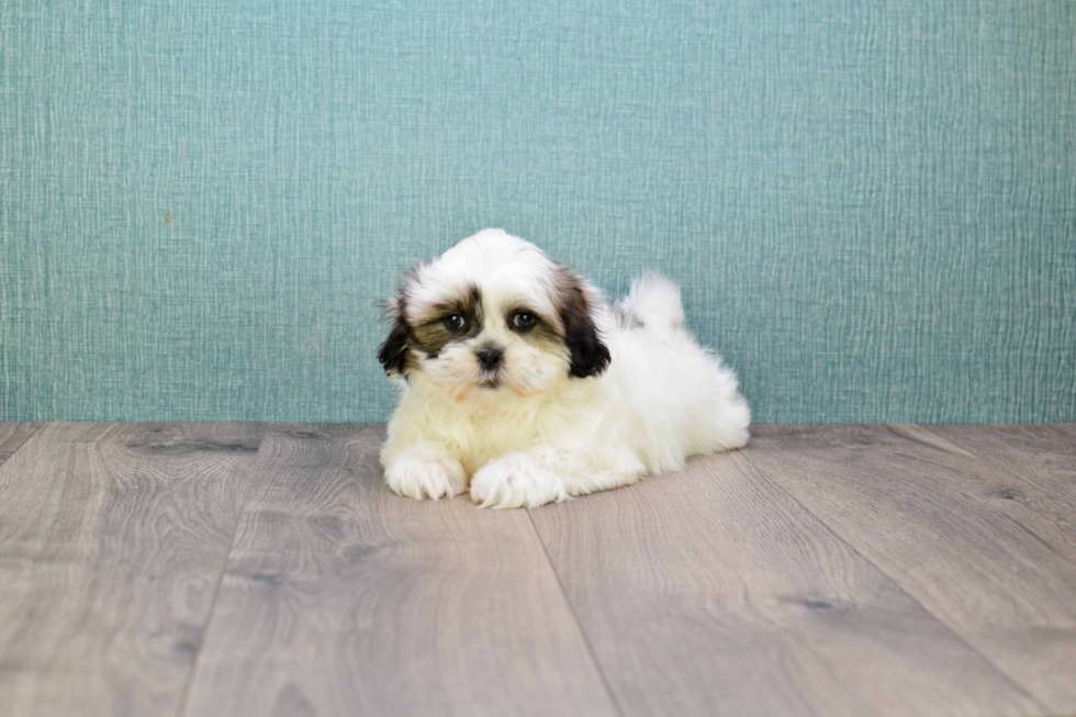 Playful Shih Tzu Baby