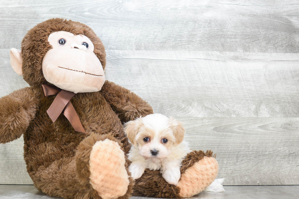 Best Maltipoo Baby