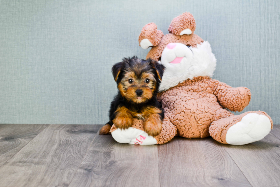 Meet Snickers - our Yorkshire Terrier Puppy Photo 