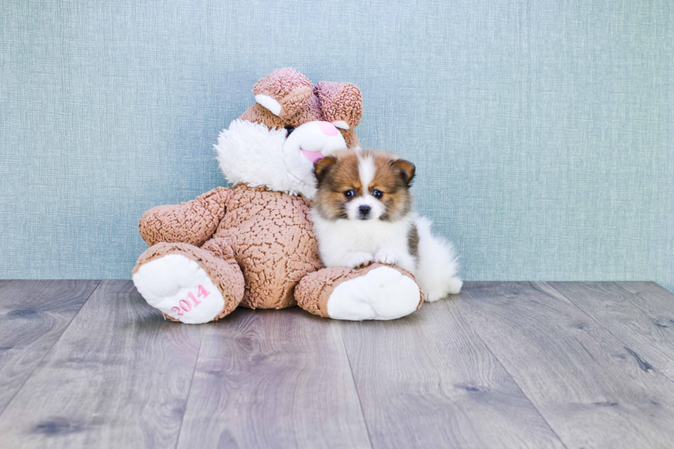 Little Pomeranian Purebred Pup