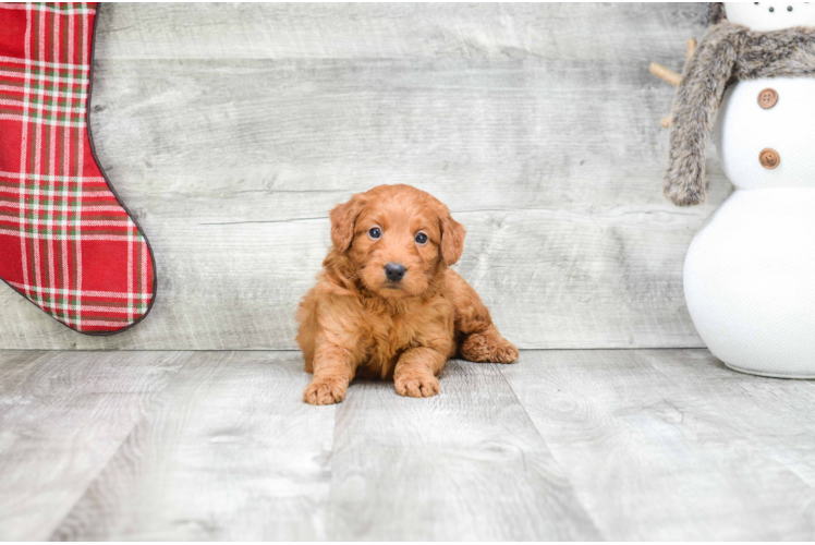 Mini Goldendoodle Pup Being Cute