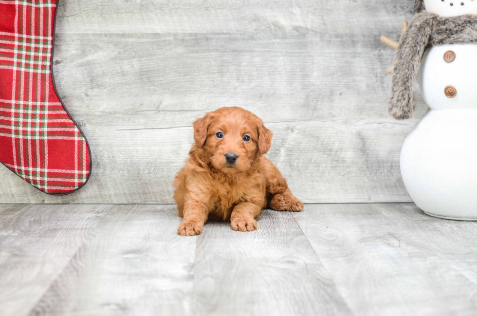 Mini Goldendoodle Pup Being Cute