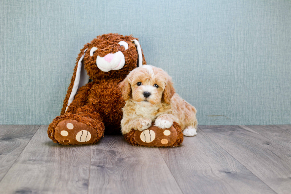 Cavapoo Puppy for Adoption