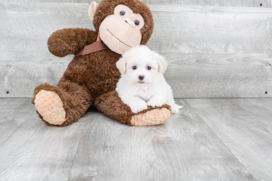 Havanese Pup Being Cute