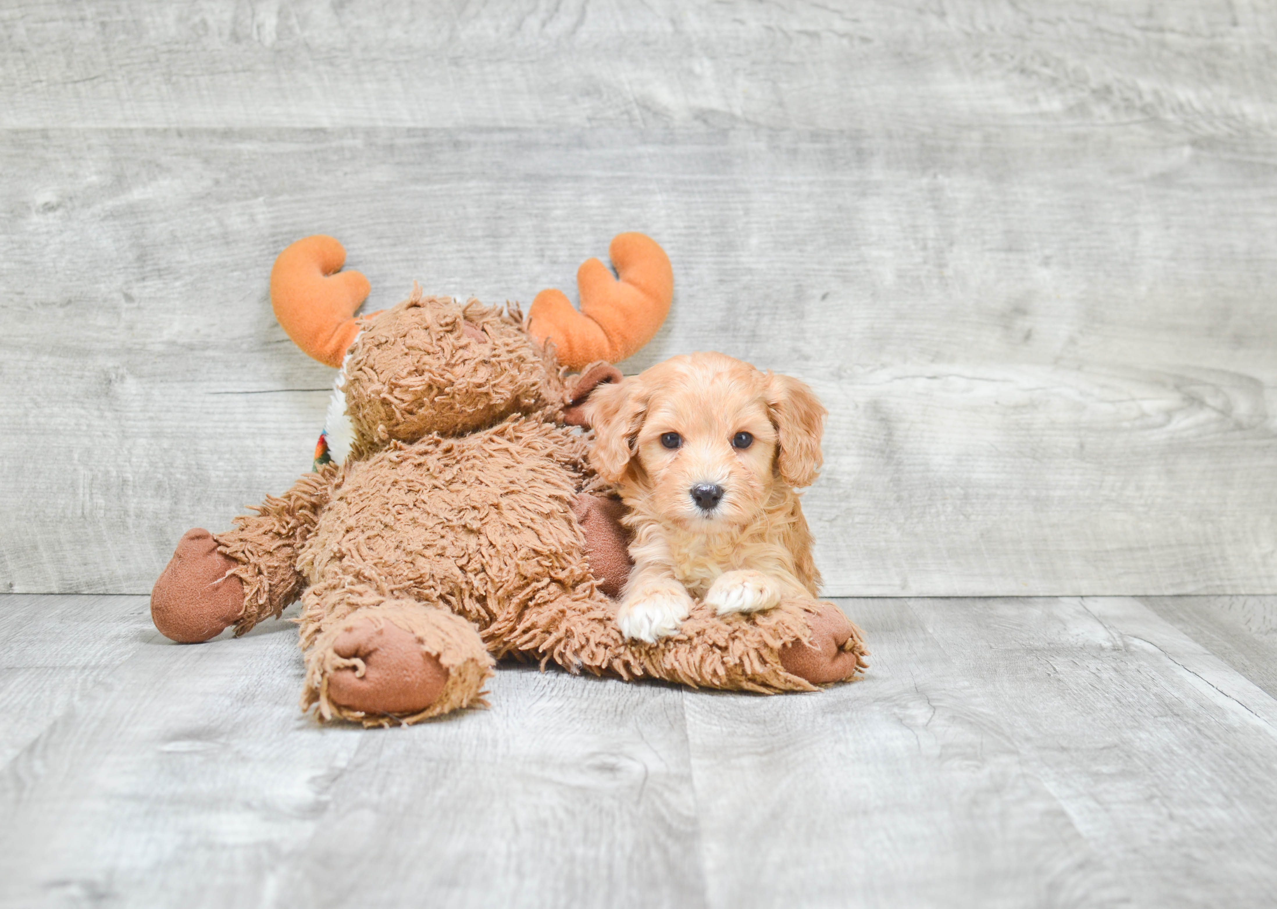 Cavapoo Pup Being Cute