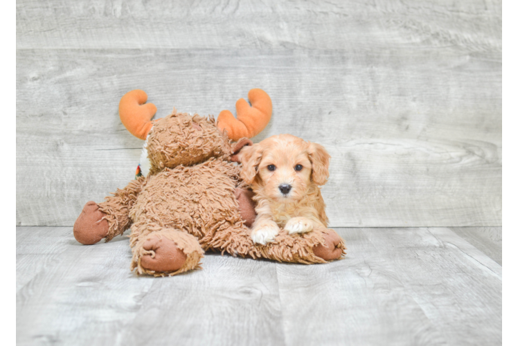 Cavapoo Pup Being Cute