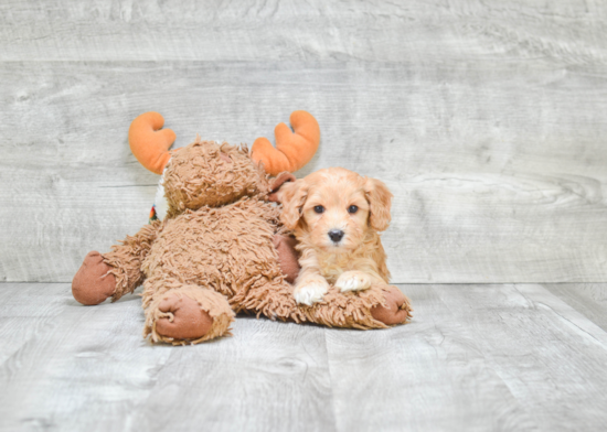 Cavapoo Pup Being Cute