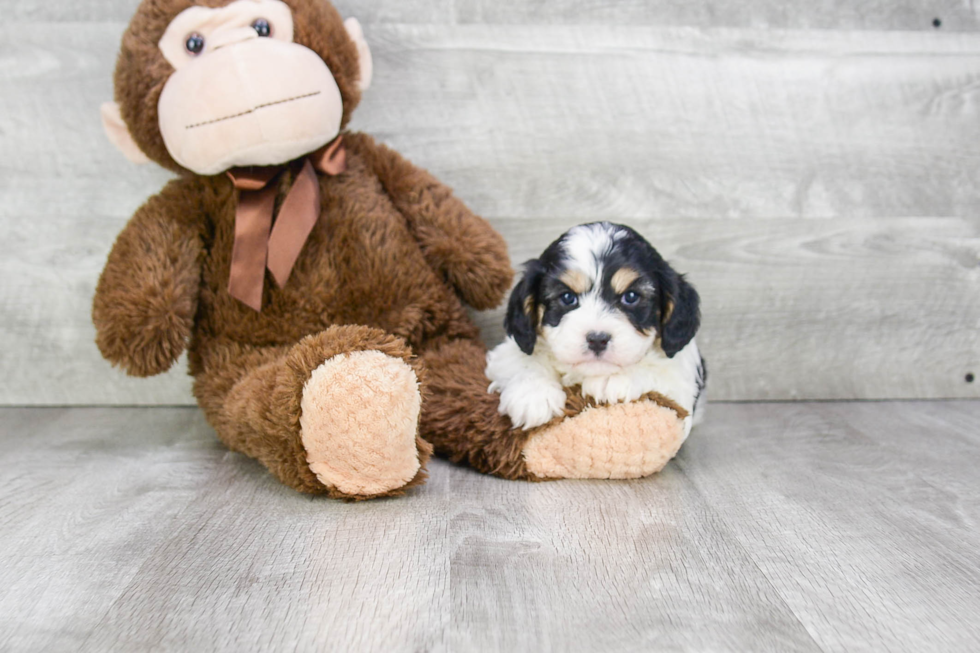 Best Cavachon Baby