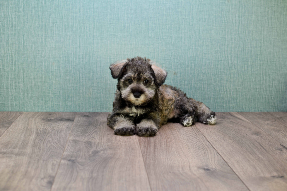 Cute Mini Schnauzer Mix Pup