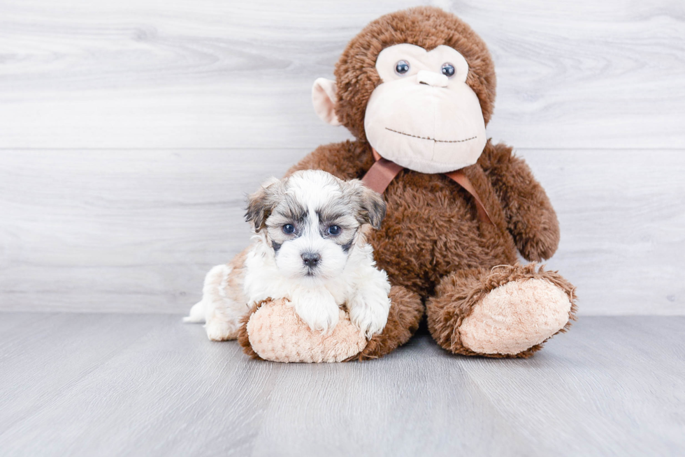 Happy Teddy Bear Baby