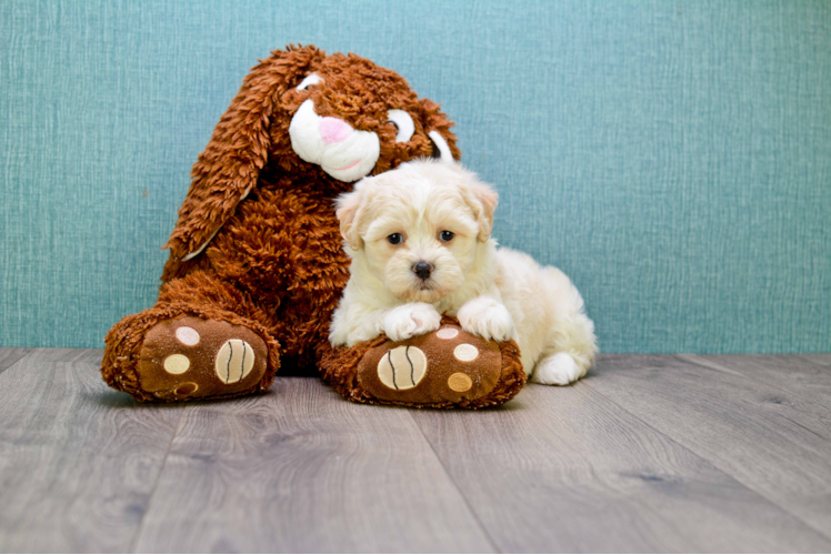 Teddy Bear Puppy for Adoption