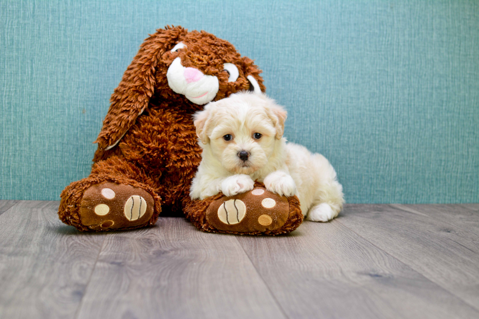 Teddy Bear Puppy for Adoption