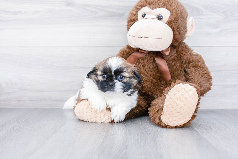 Teddy Bear Pup Being Cute