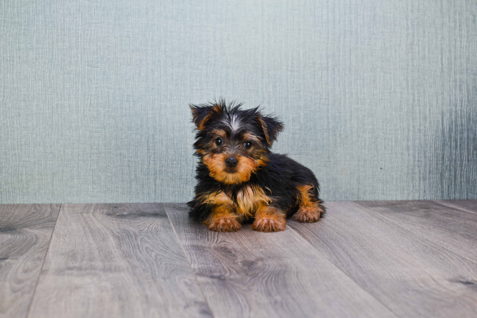 Meet Jeremy - our Yorkshire Terrier Puppy Photo 