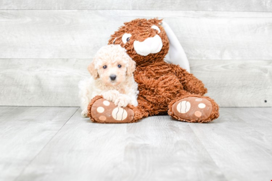 Friendly Poodle Purebred Pup