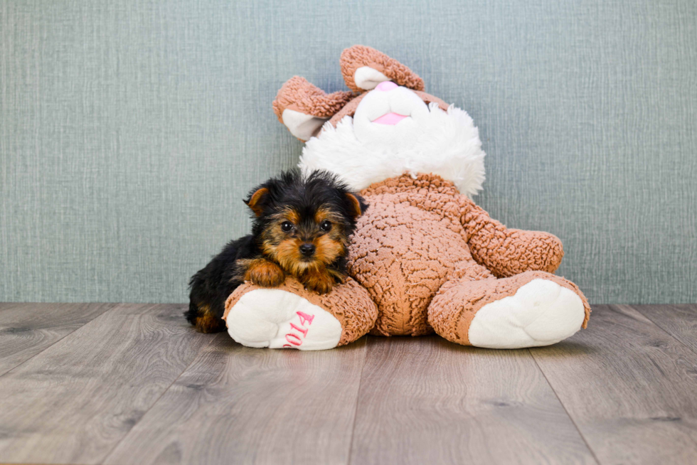 Meet Timmy - our Yorkshire Terrier Puppy Photo 