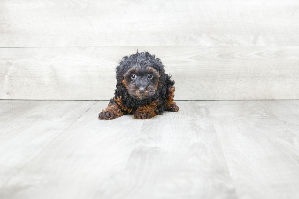 Happy Yorkie Poo Baby