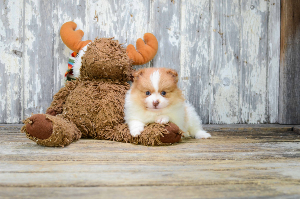 Little Pomeranian Baby