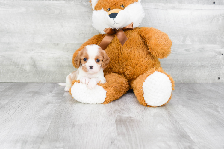 Cavalier King Charles Spaniel Pup Being Cute