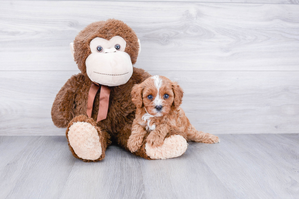 Happy Cavapoo Baby