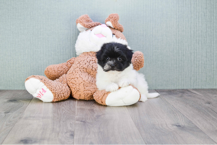 Friendly Havanese Purebred Pup