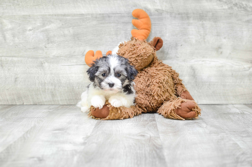 Playful Havanese Baby