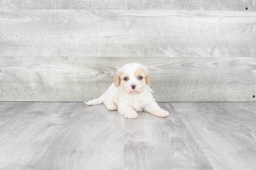 Cavachon Pup Being Cute