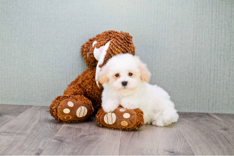 Playful Havanese Baby