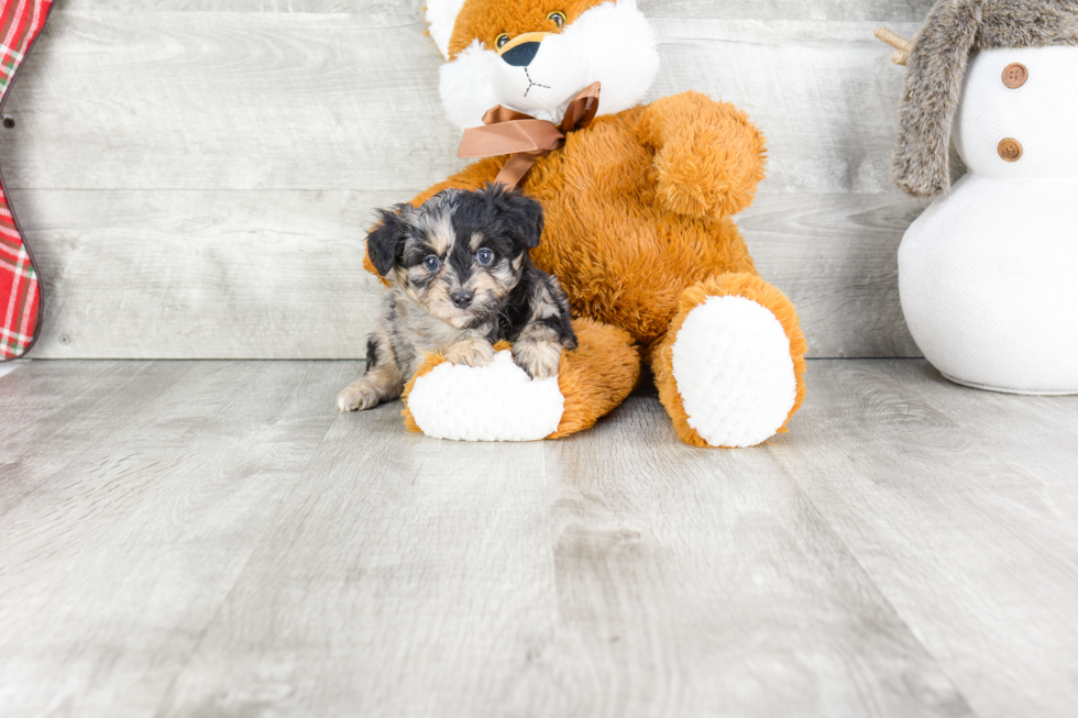 Mini Aussiedoodle Pup Being Cute