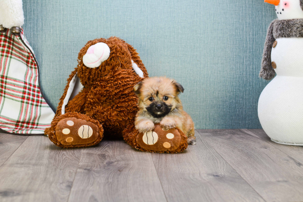 Morkie Pup Being Cute