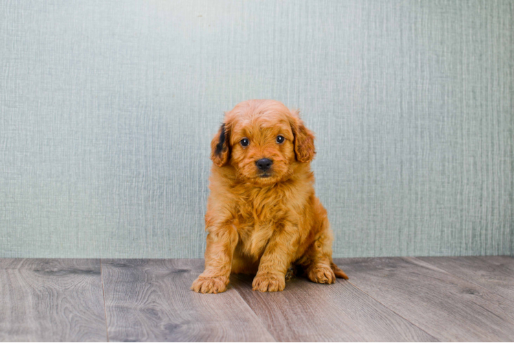 Mini Goldendoodle Pup Being Cute