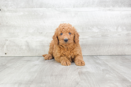 Adorable Golden Retriever Poodle Mix Puppy