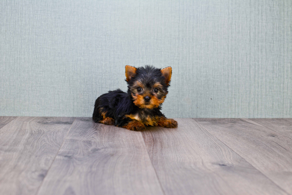 Meet Twinkle - our Yorkshire Terrier Puppy Photo 