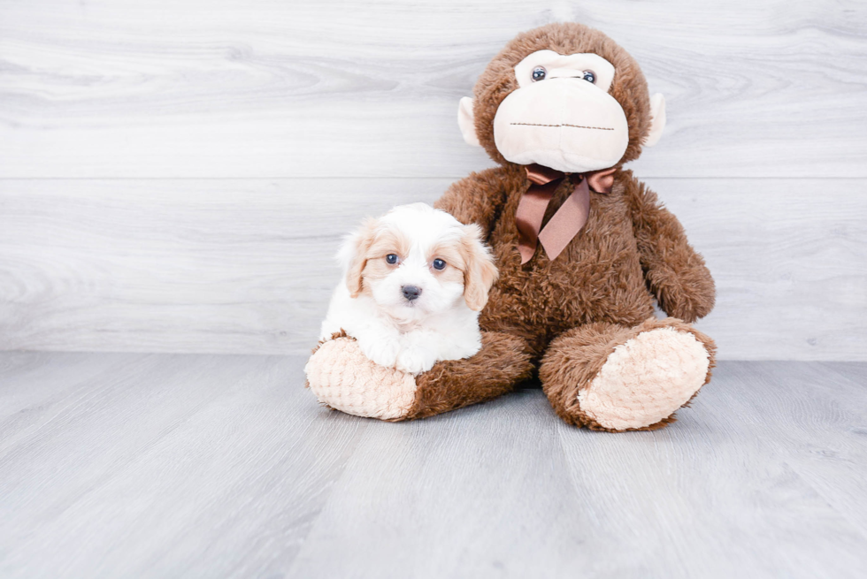 Cavachon Pup Being Cute