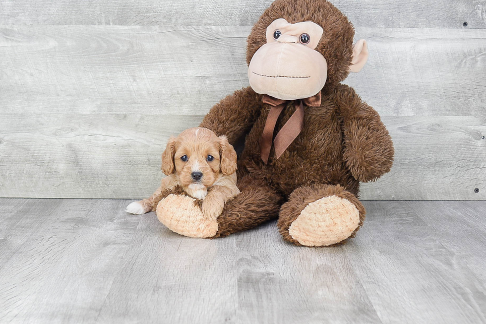 Popular Cavapoo Poodle Mix Pup