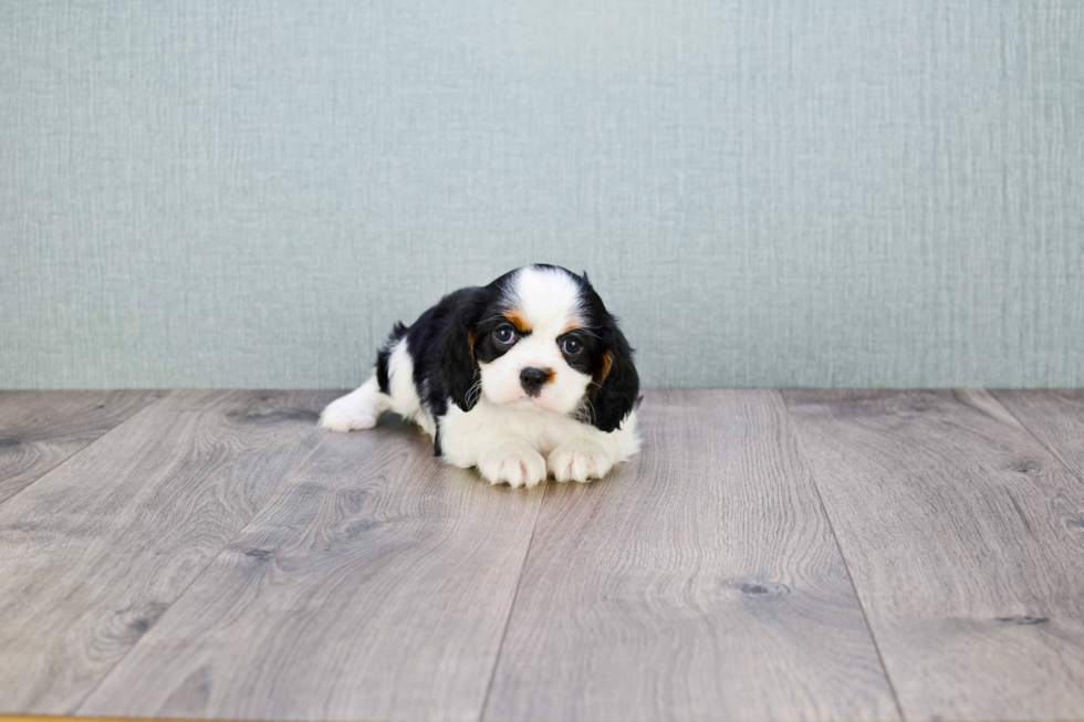 Popular Cavalier King Charles Spaniel Purebred Pup