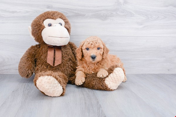 Best Mini Goldendoodle Baby