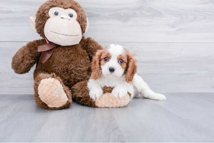 Cavalier King Charles Spaniel Puppy for Adoption