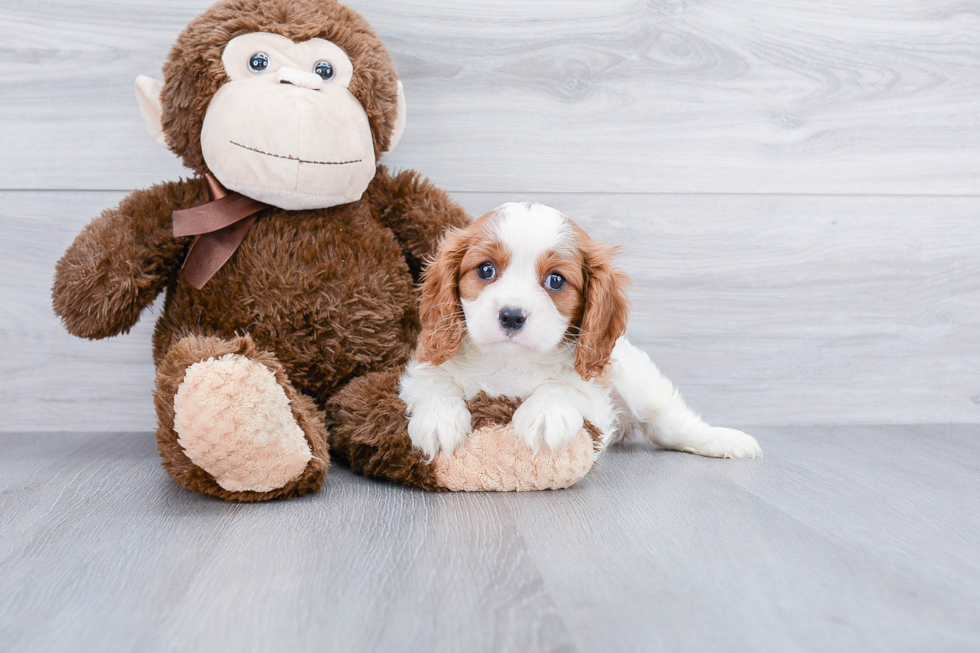 Cavalier King Charles Spaniel Puppy for Adoption