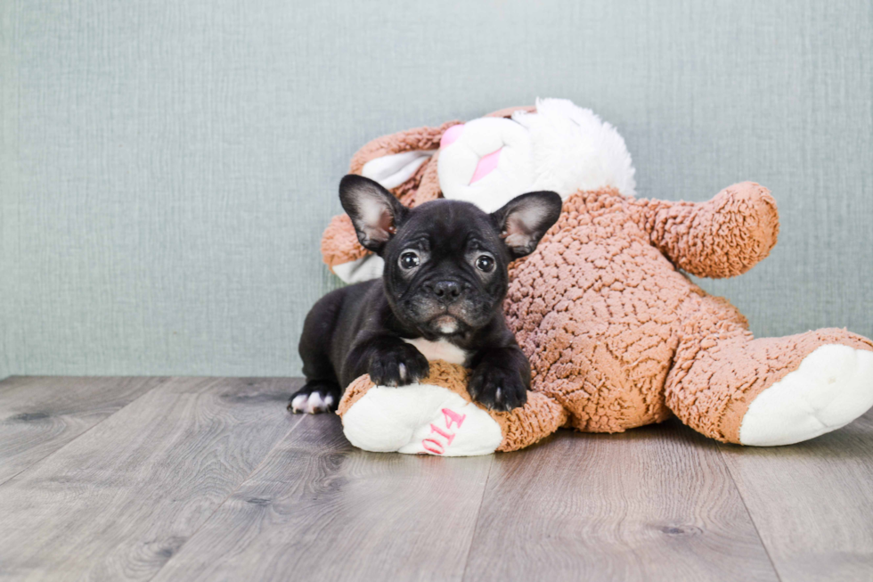 Best French Bulldog Baby