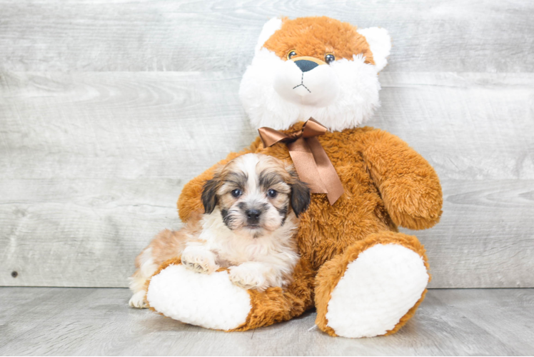 Energetic Shichon Designer Puppy