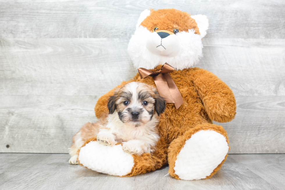 Energetic Shichon Designer Puppy