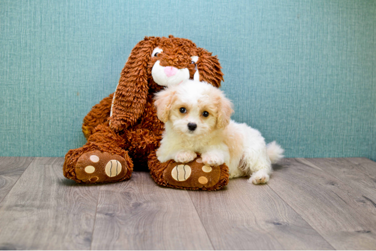 Best Cavachon Baby