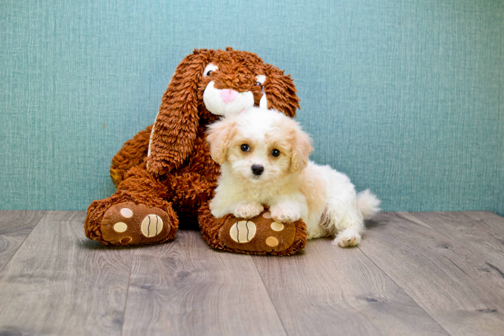 Best Cavachon Baby