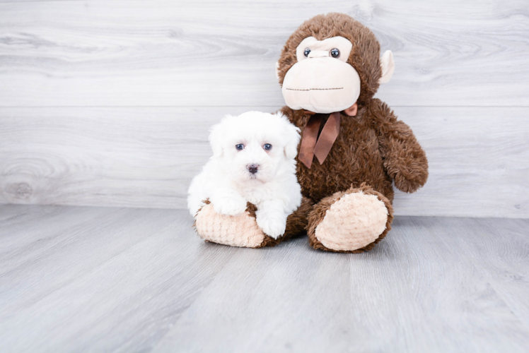 Maltipoo Puppy for Adoption